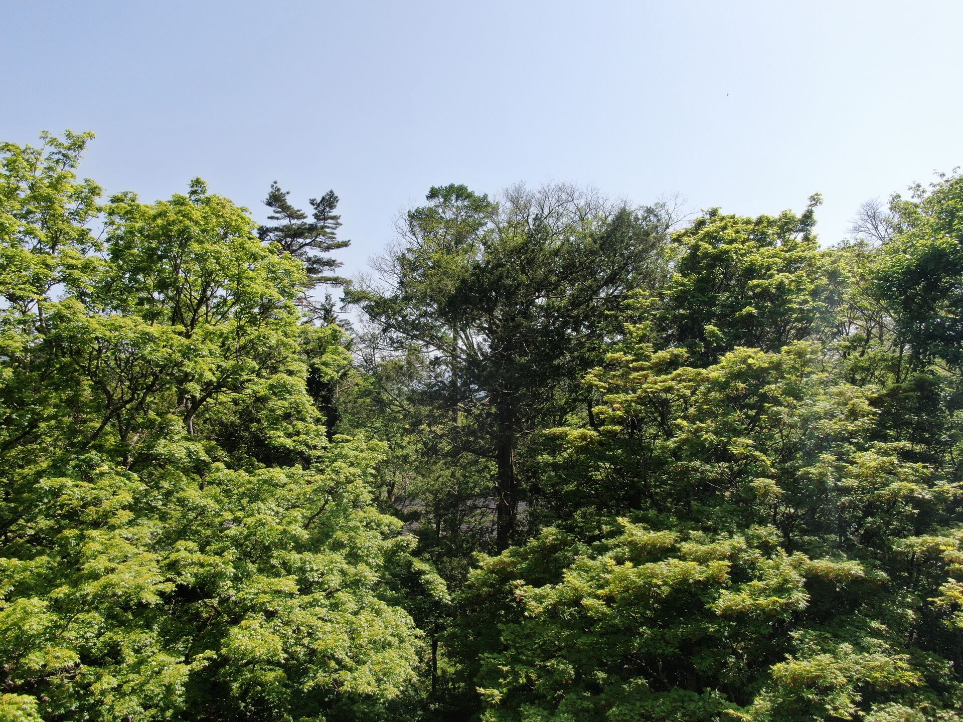 DJI_0264